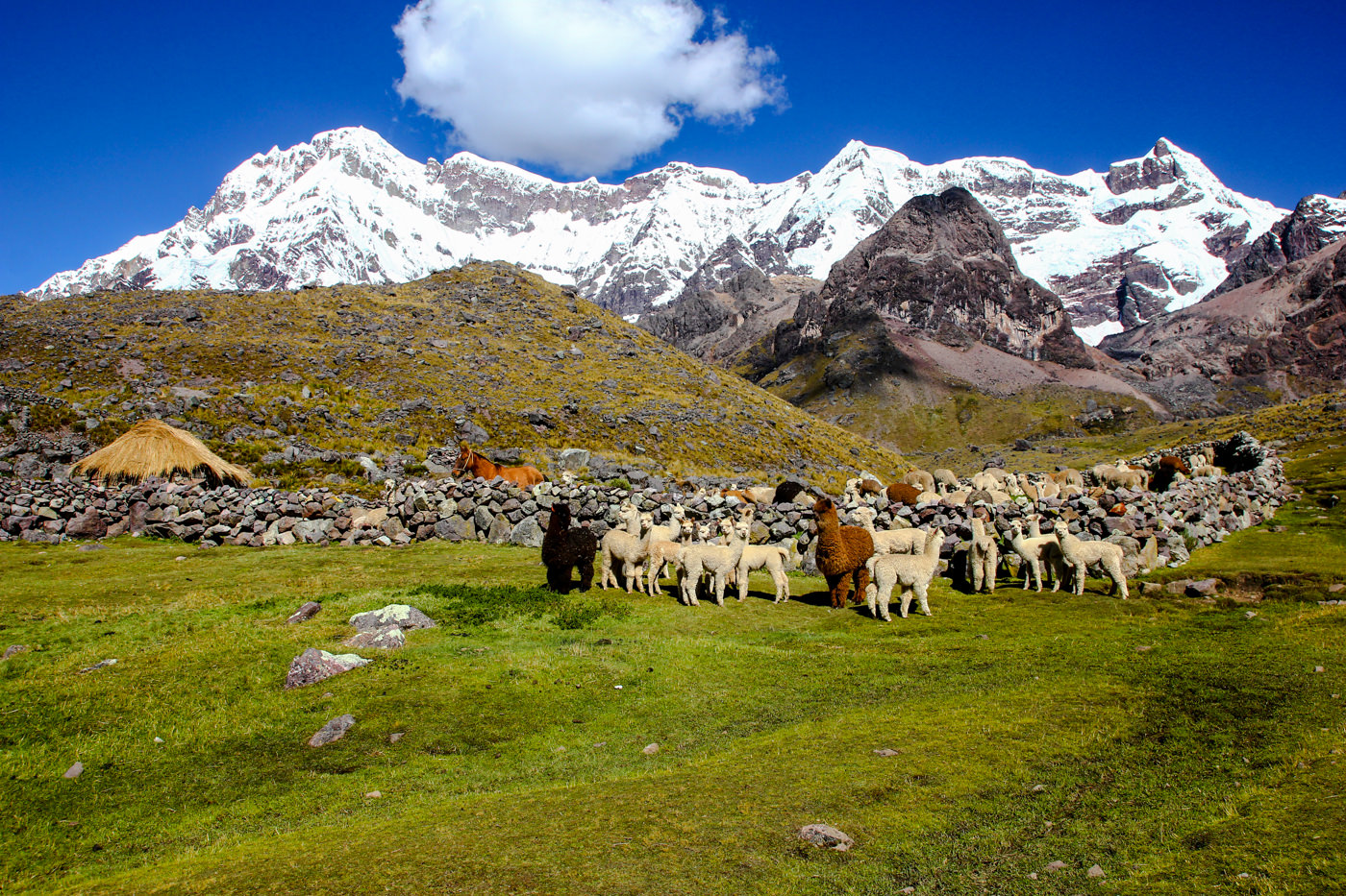 Lamas auf dem Ausangate Trek in Peru