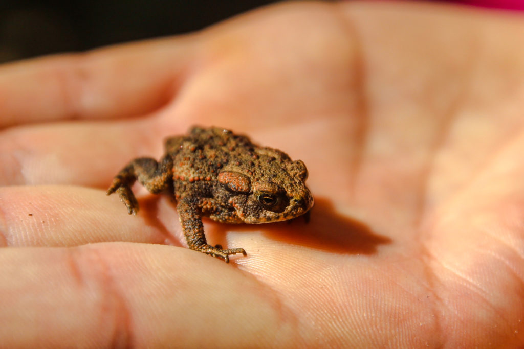 Begegnung mit Frosch beim Aufstieg