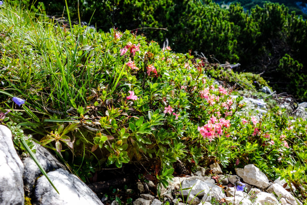 Blumen