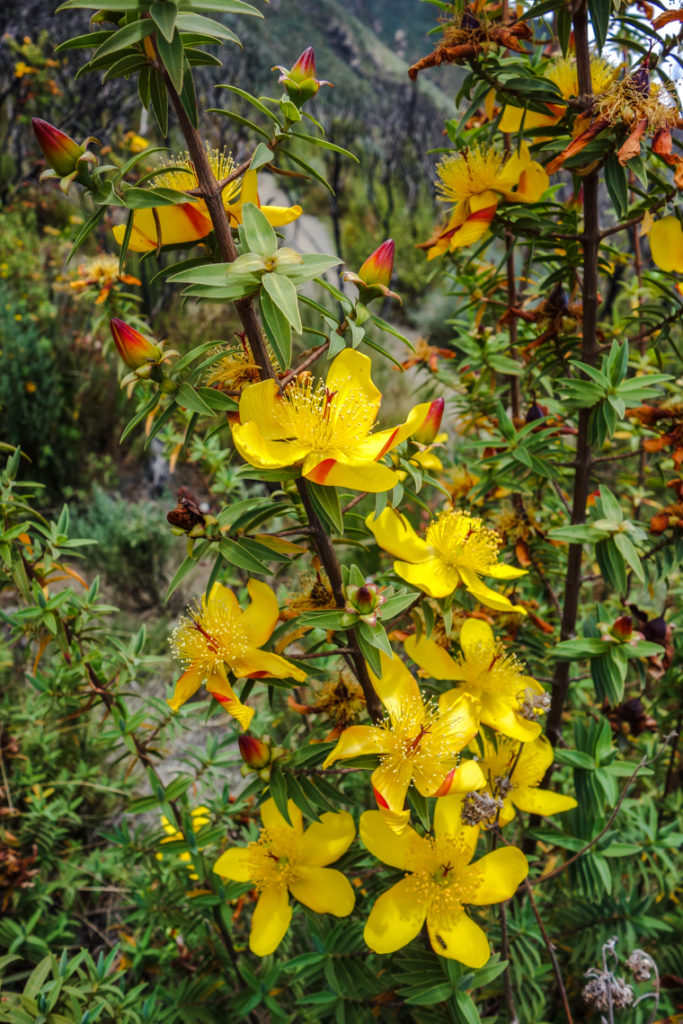 Blumen am Wegesrand