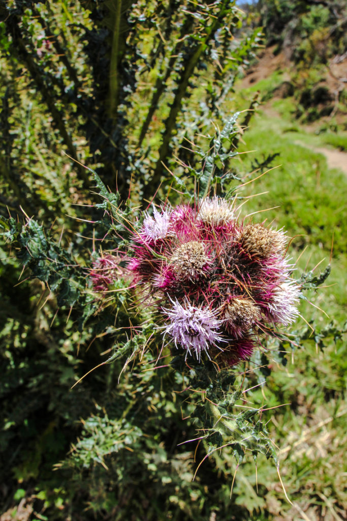 Blumen am Wegesrand
