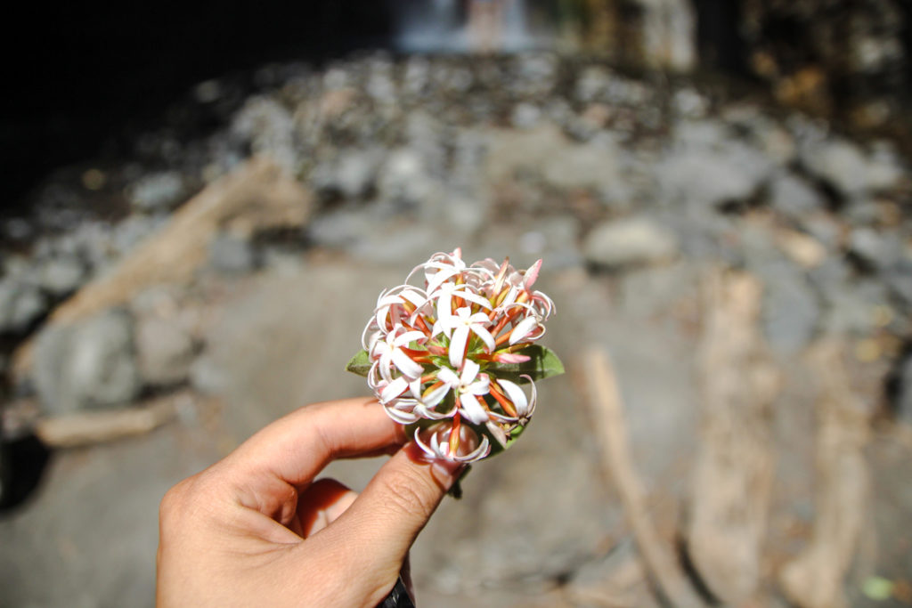 Jasminblüten