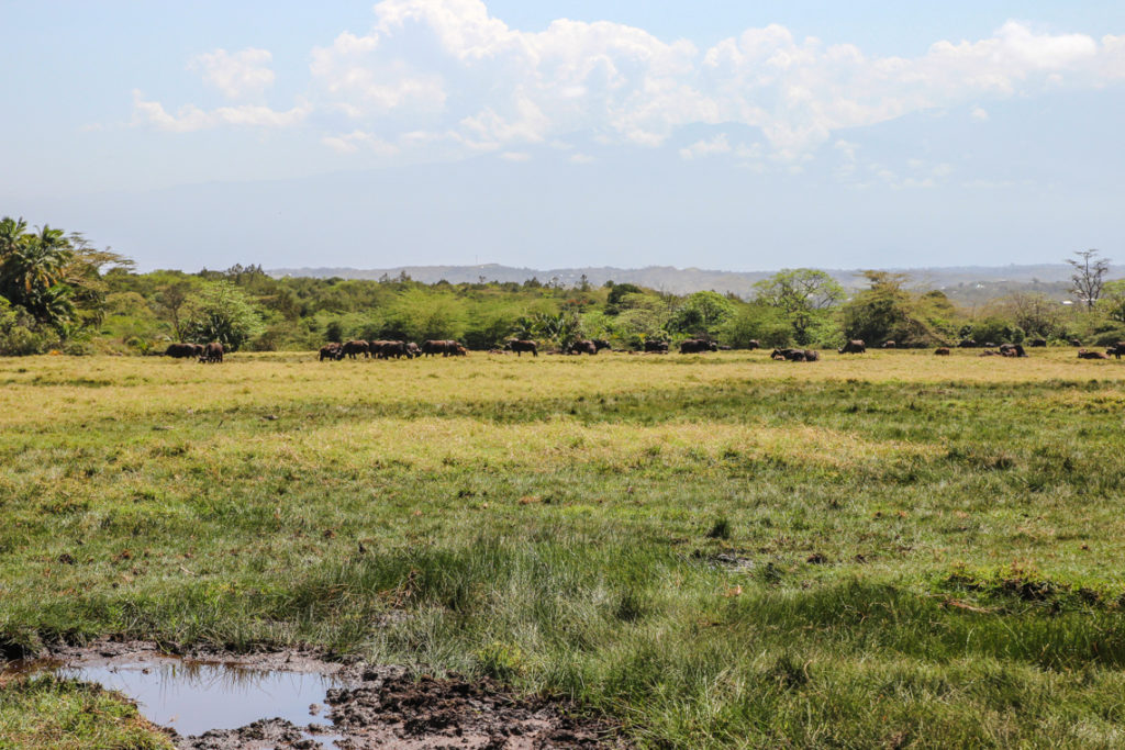 Büffelherde in der Ebene des Arusha Nationalparks
