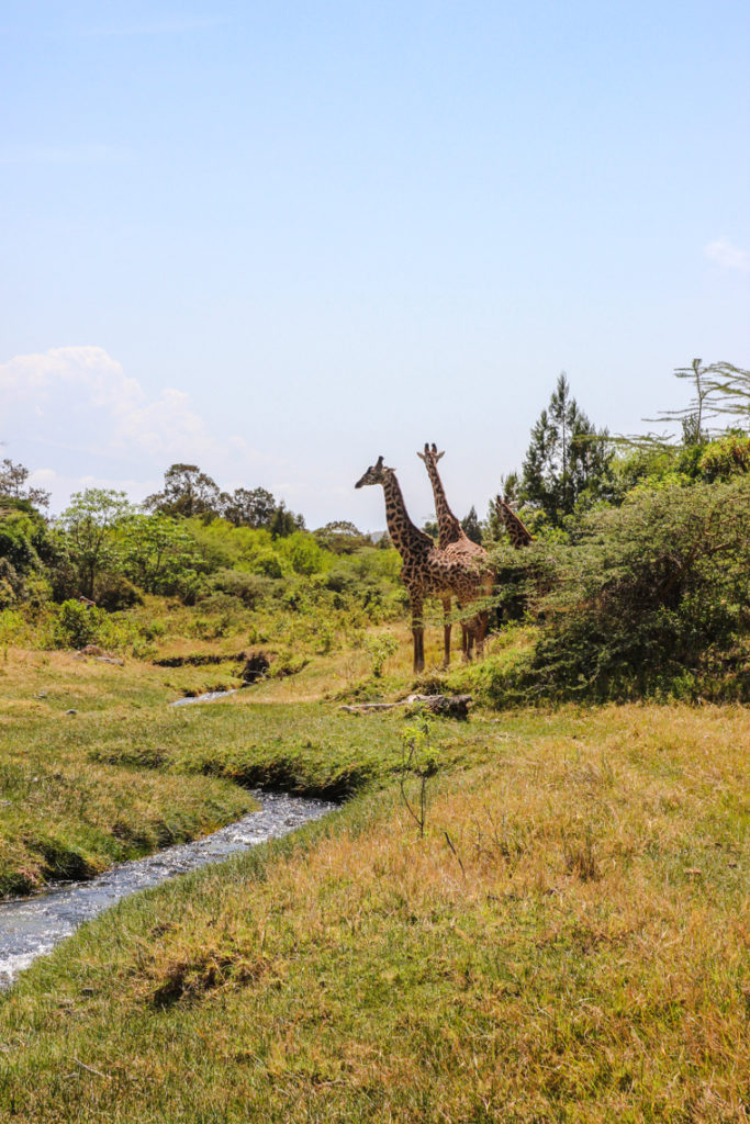 Giraffen im Arusha Nationalpark