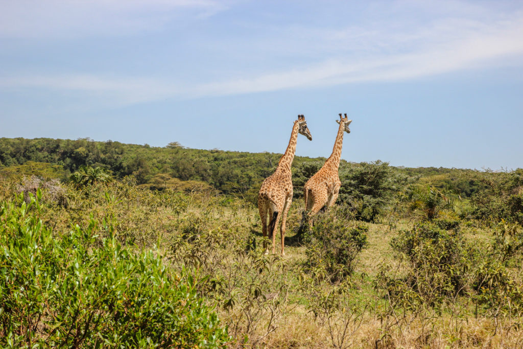 Giraffen im Arusha Nationalpark