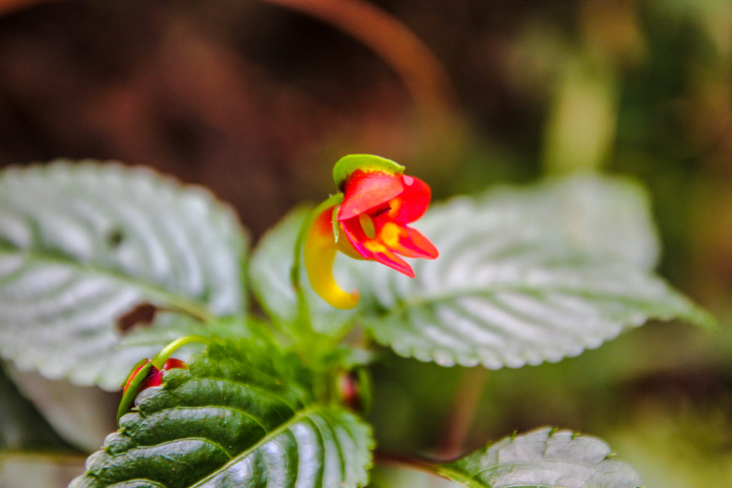 Impatiens Kilimanjari