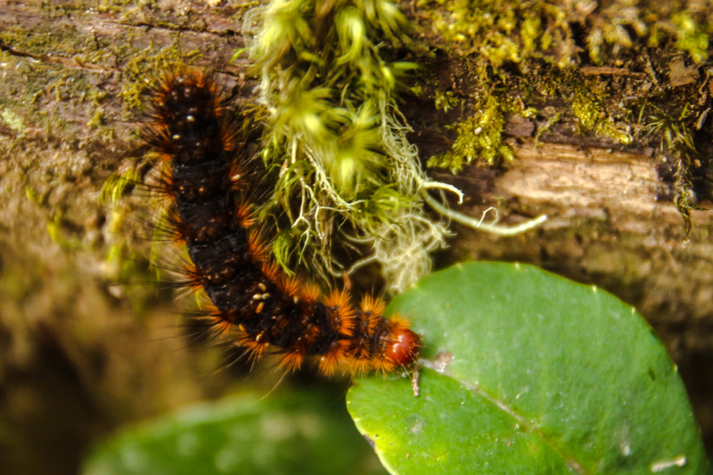 Raupe am Wegesrand