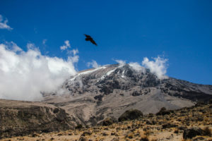 Kilimanjaro