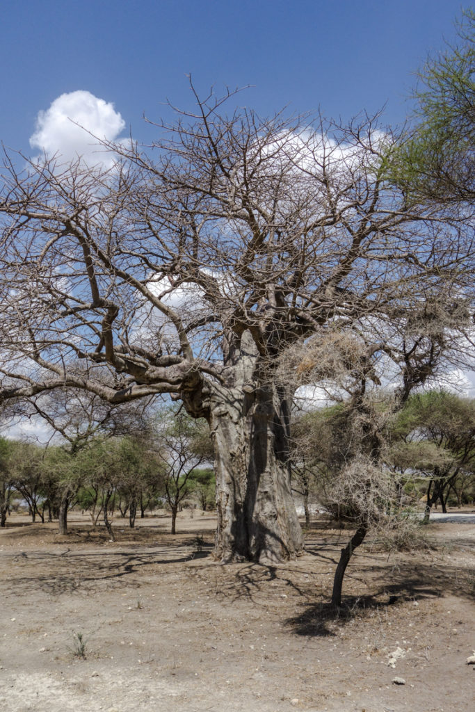 Baobab Baum