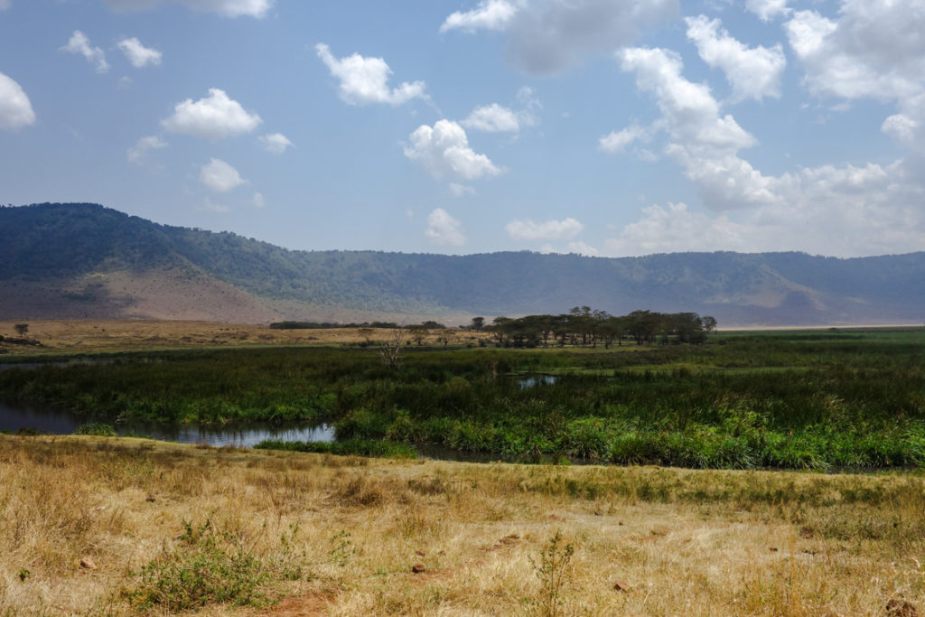 Grüne Sumpflandschaften im Ngorongoro Krater