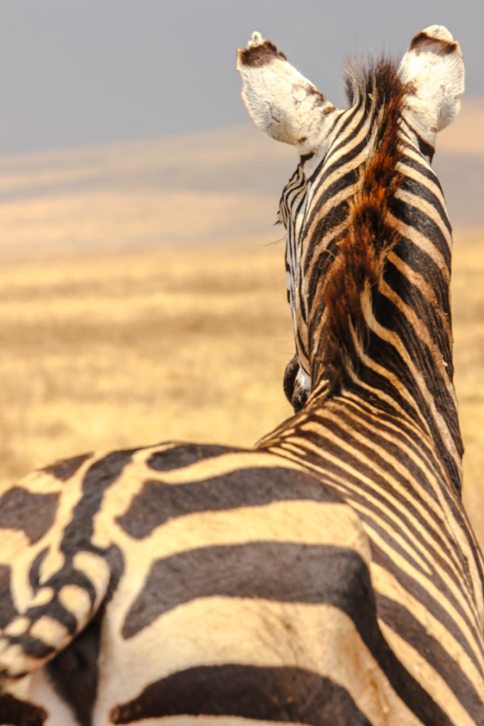 Zebra