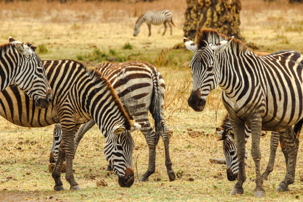 Zebras