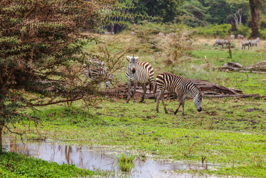 Zebras