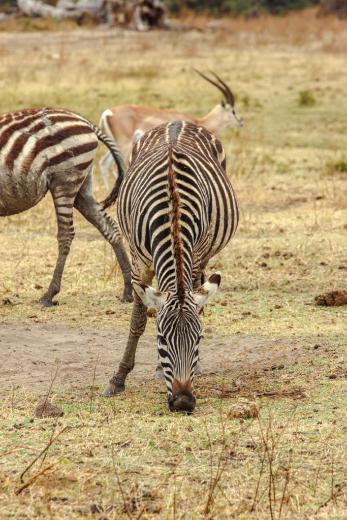 Zebra