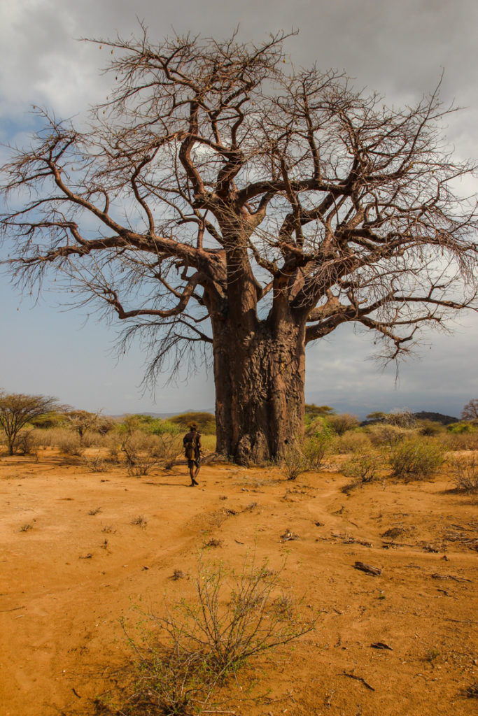 Baobab-Baum