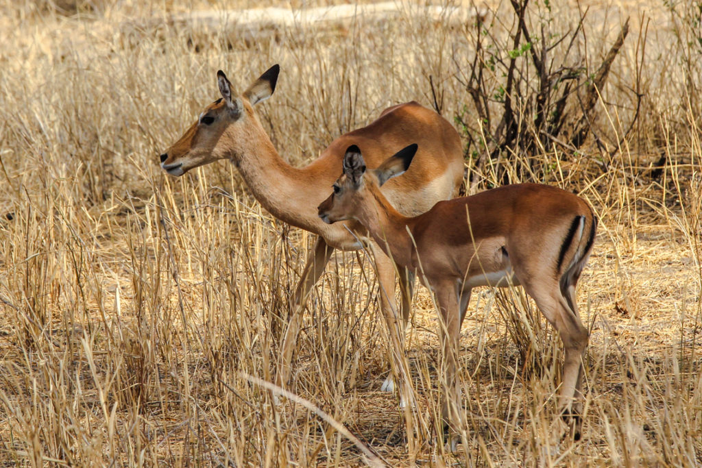 Impala mit seinem Jungen