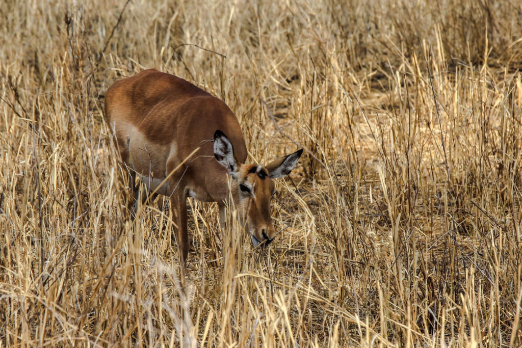 Impala