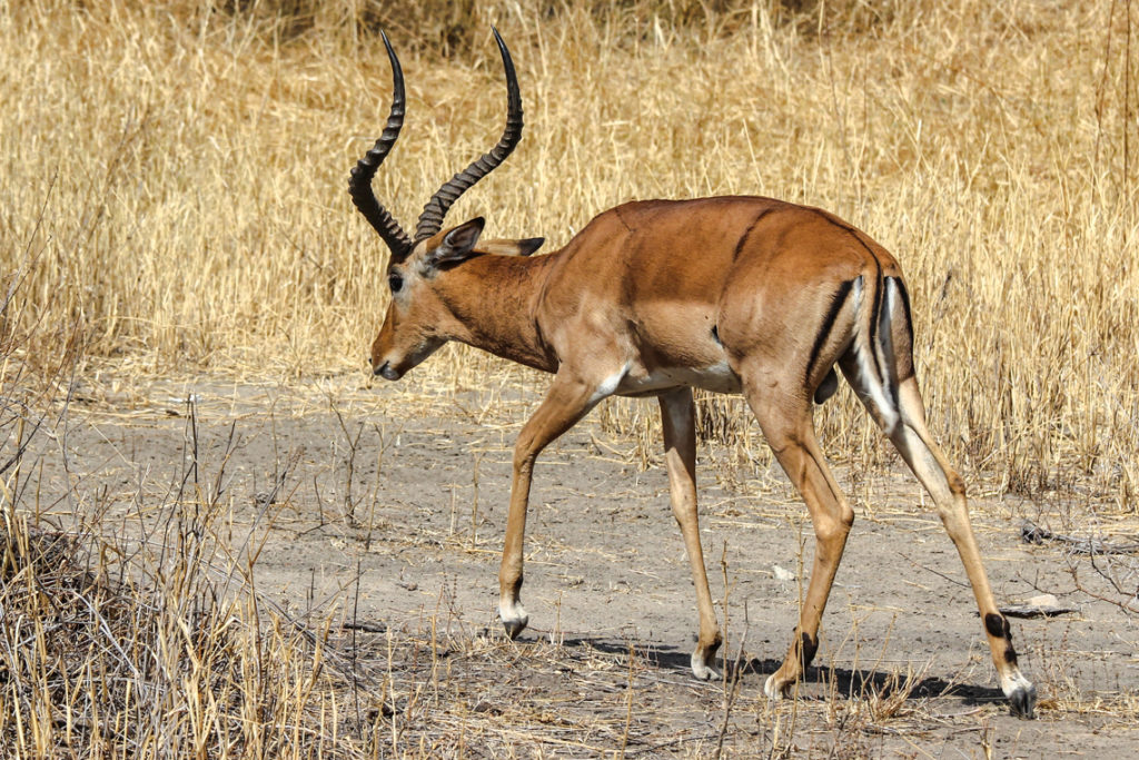 Männliches Impala