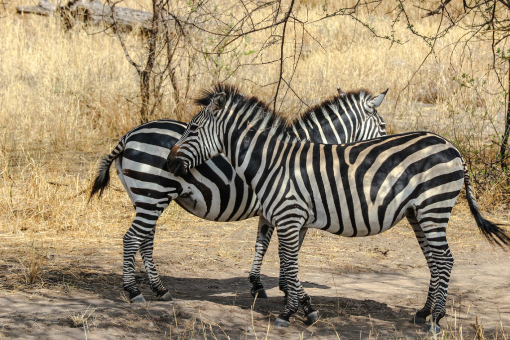 Zebras