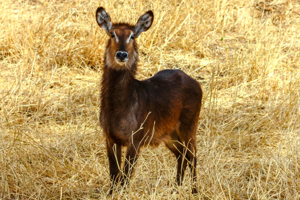 Wasserbock