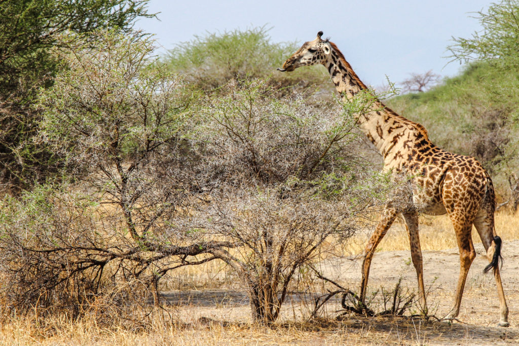 Giraffe