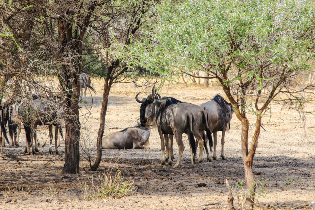 Gnus