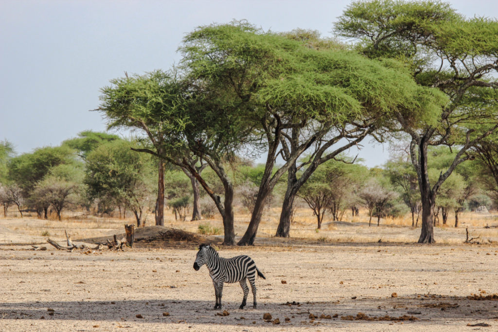 Zebra