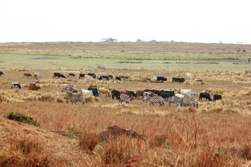 Zebras zwischen Rindern