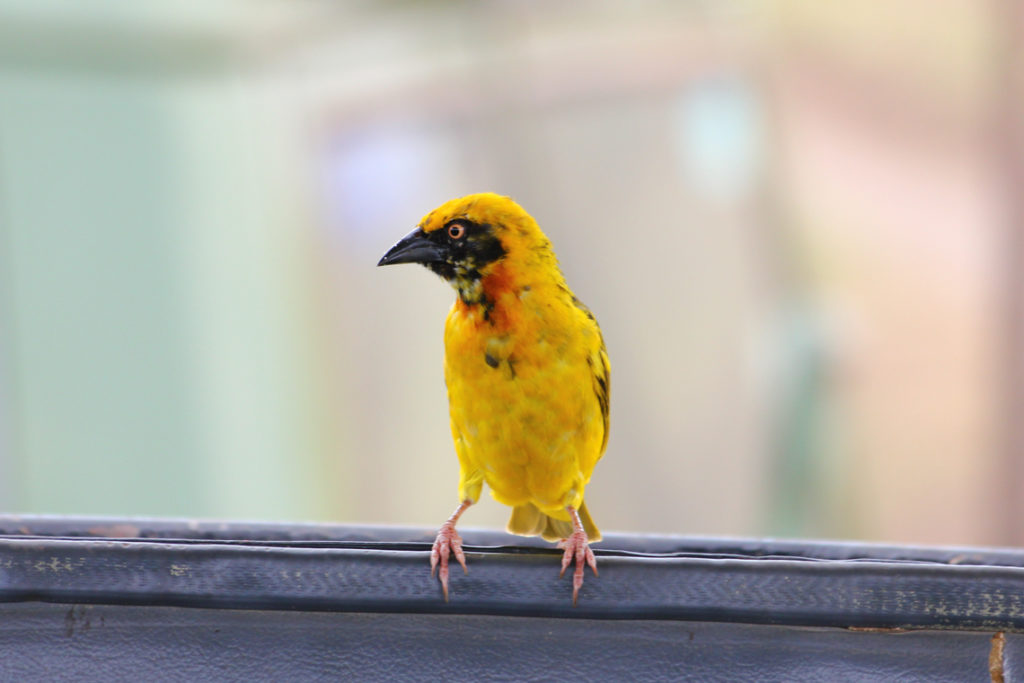 Webervogel