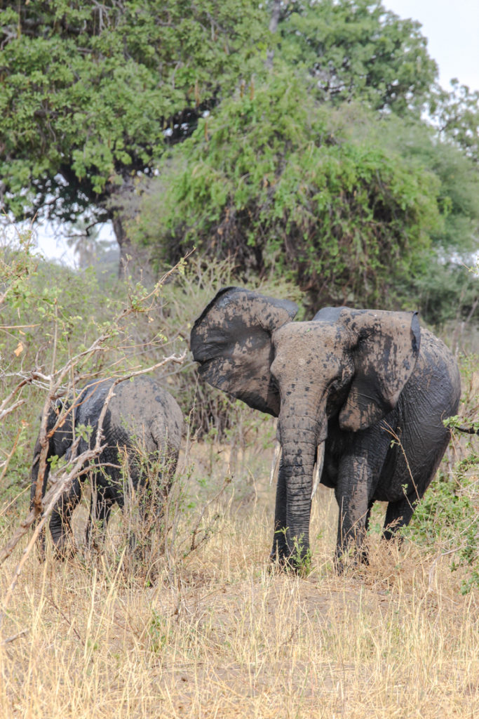 Elefant