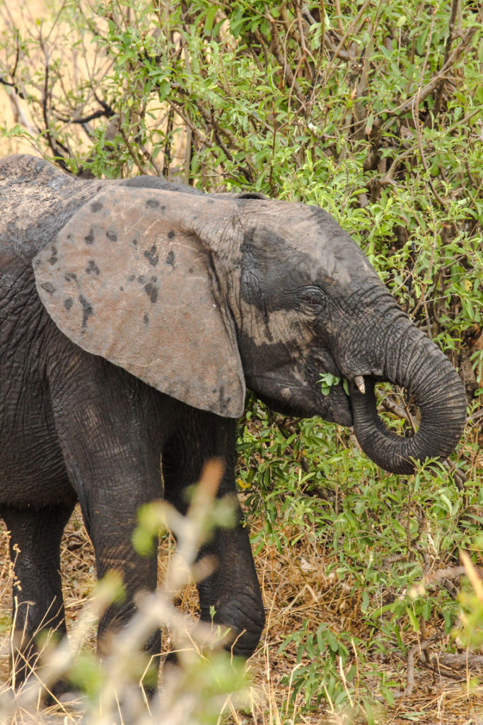 Elefant