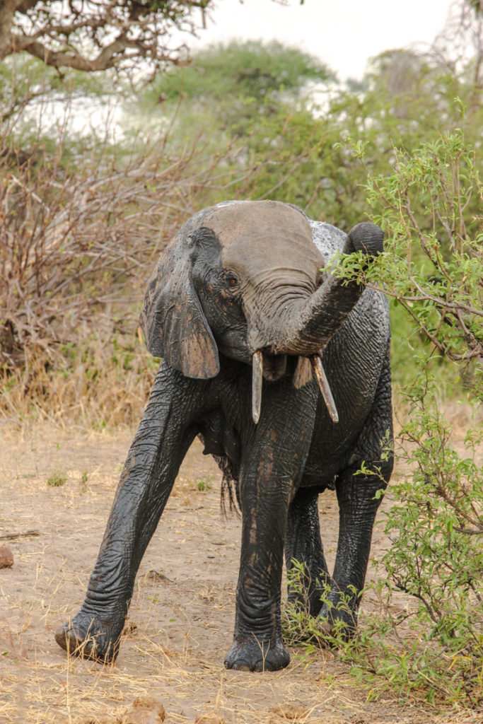 Elefant