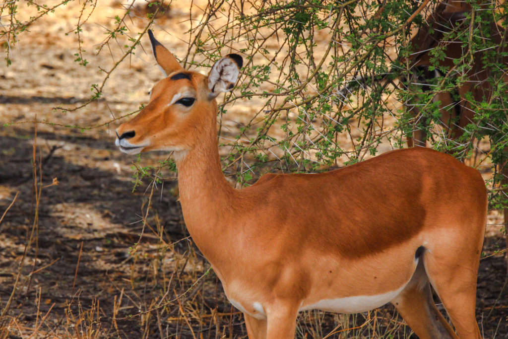 Impala