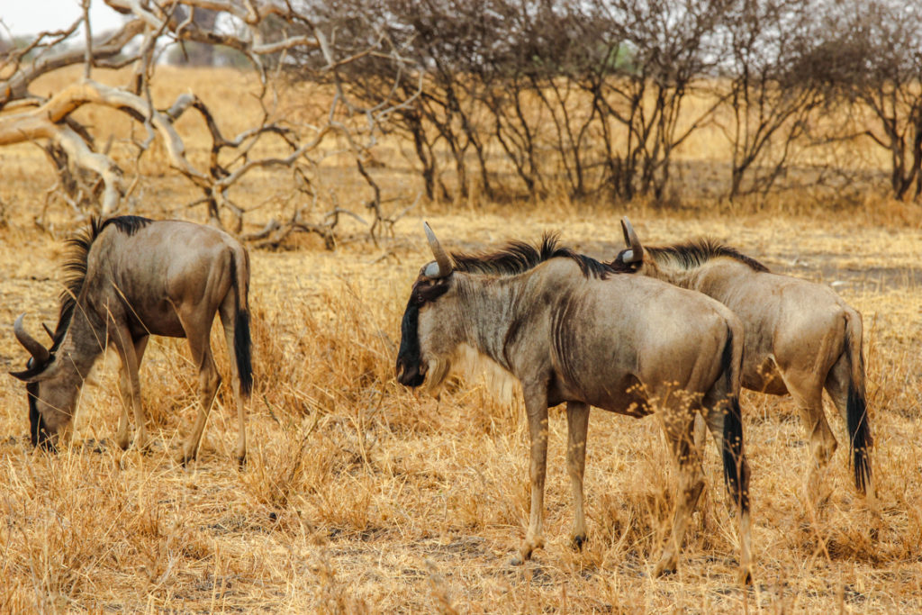 Gnus