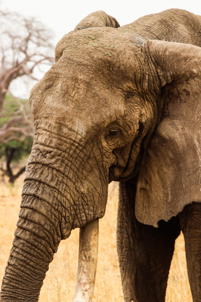 Elefant