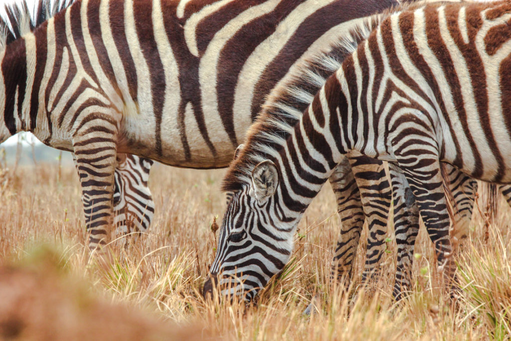 Zebras am oberen Kraterrand