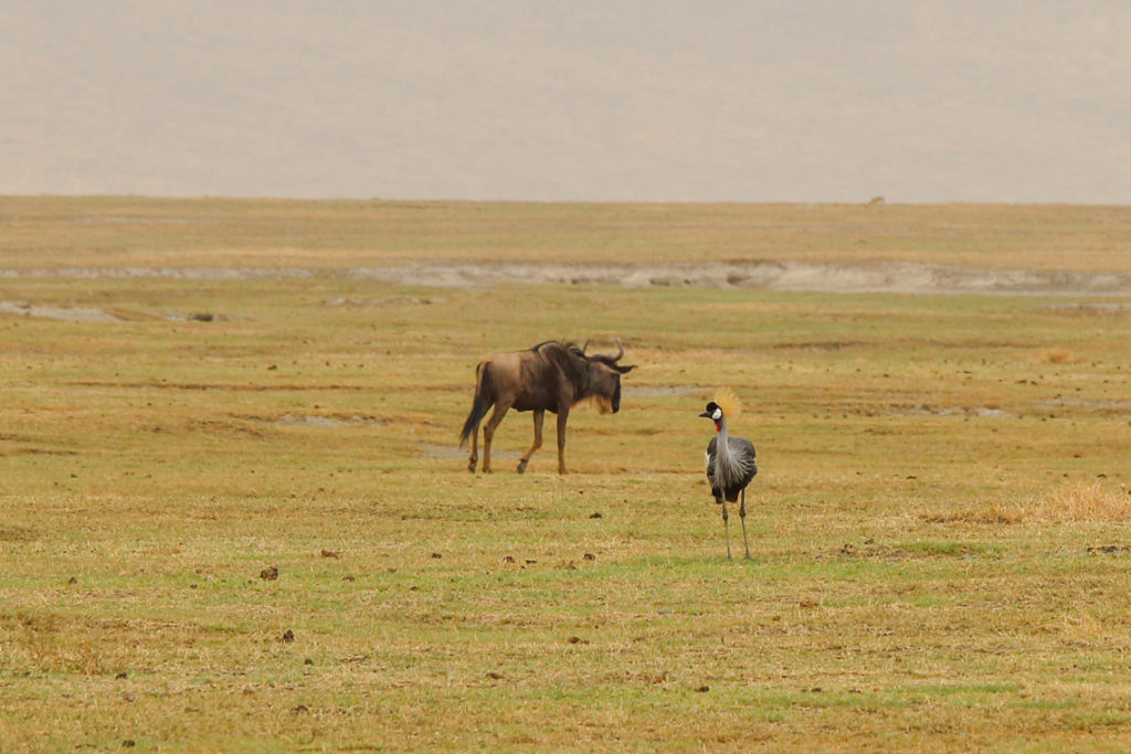 Kronenkranich mit Gnu