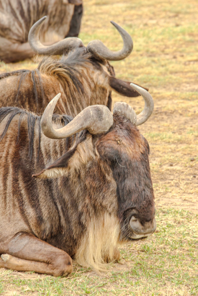 Gnus