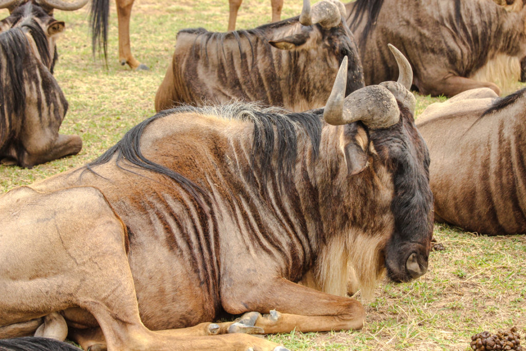 Gnus