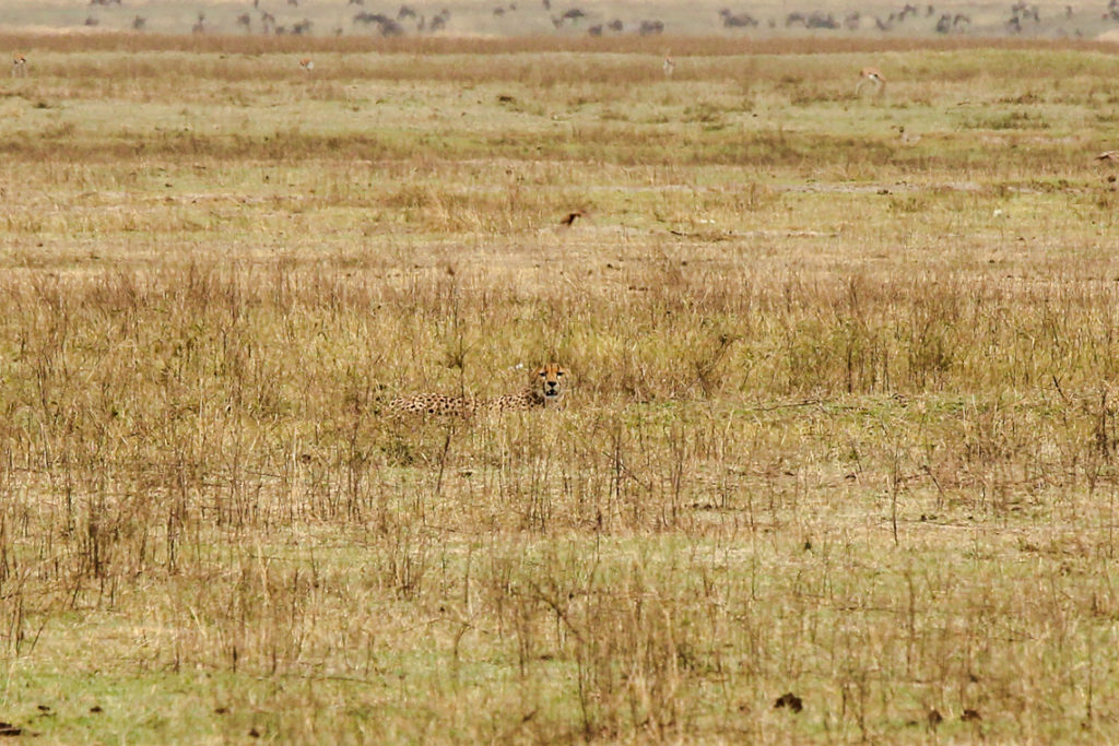 Ein Leopard im Gras