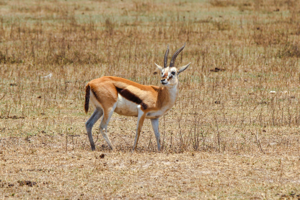 Kleine Thomson Gazelle