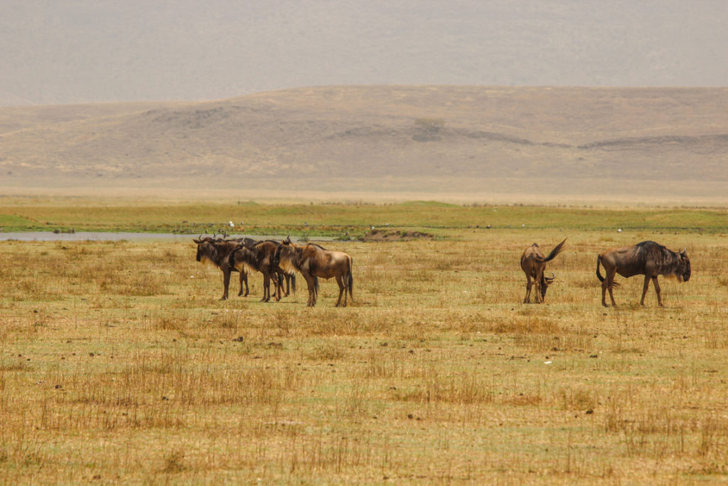 Gnus