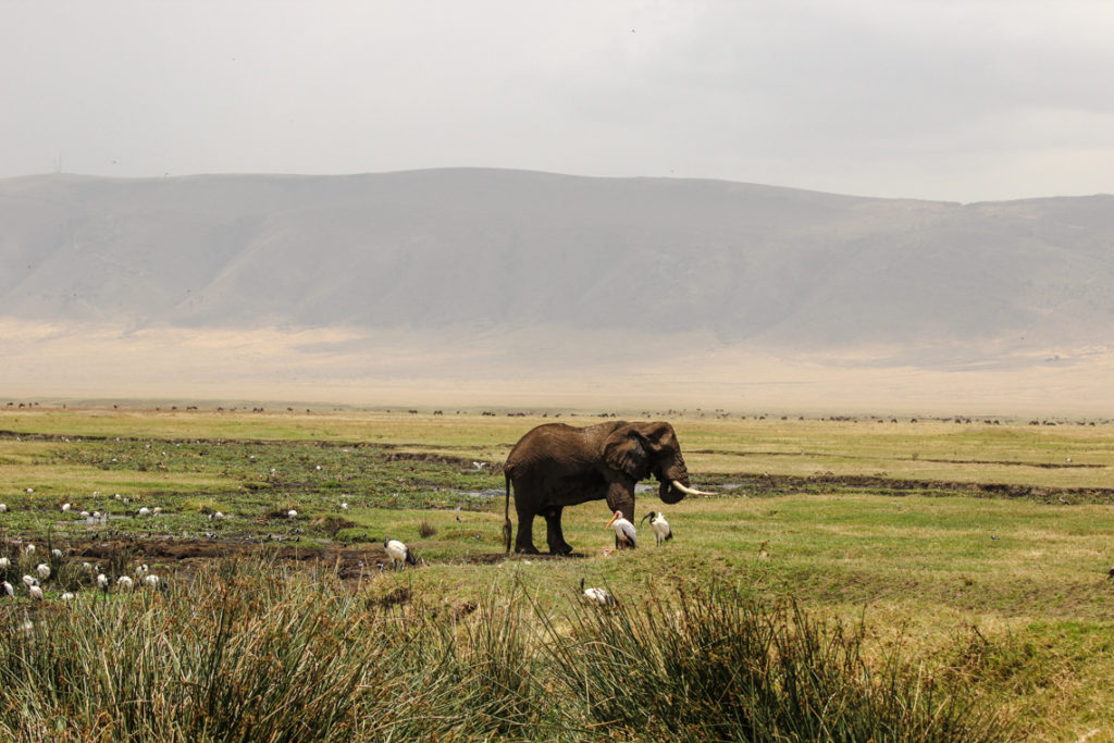 Elefant