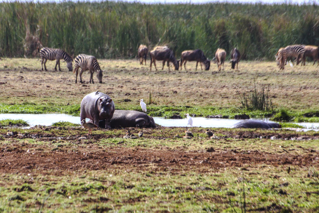 Hippos