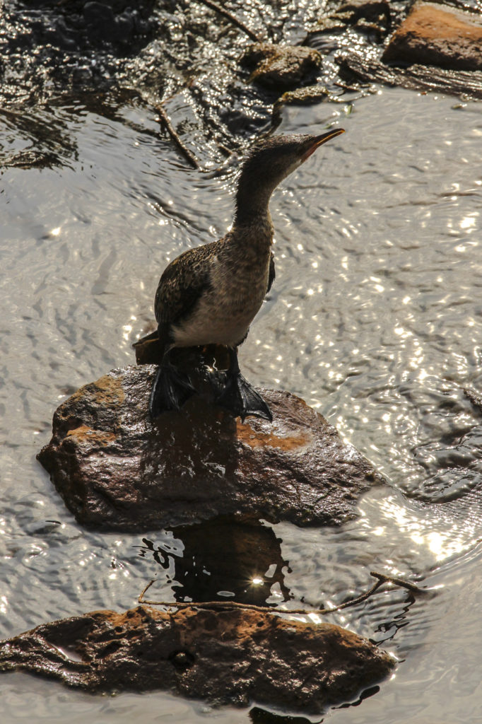 Afrikanischer Schlangenhalsvogel