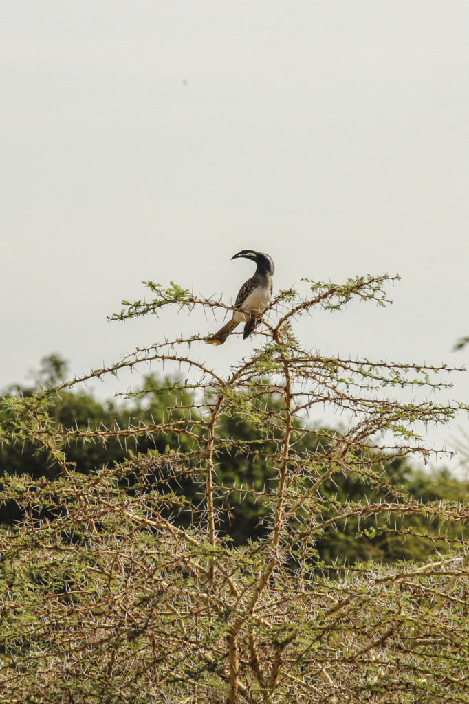 Nashornvogel