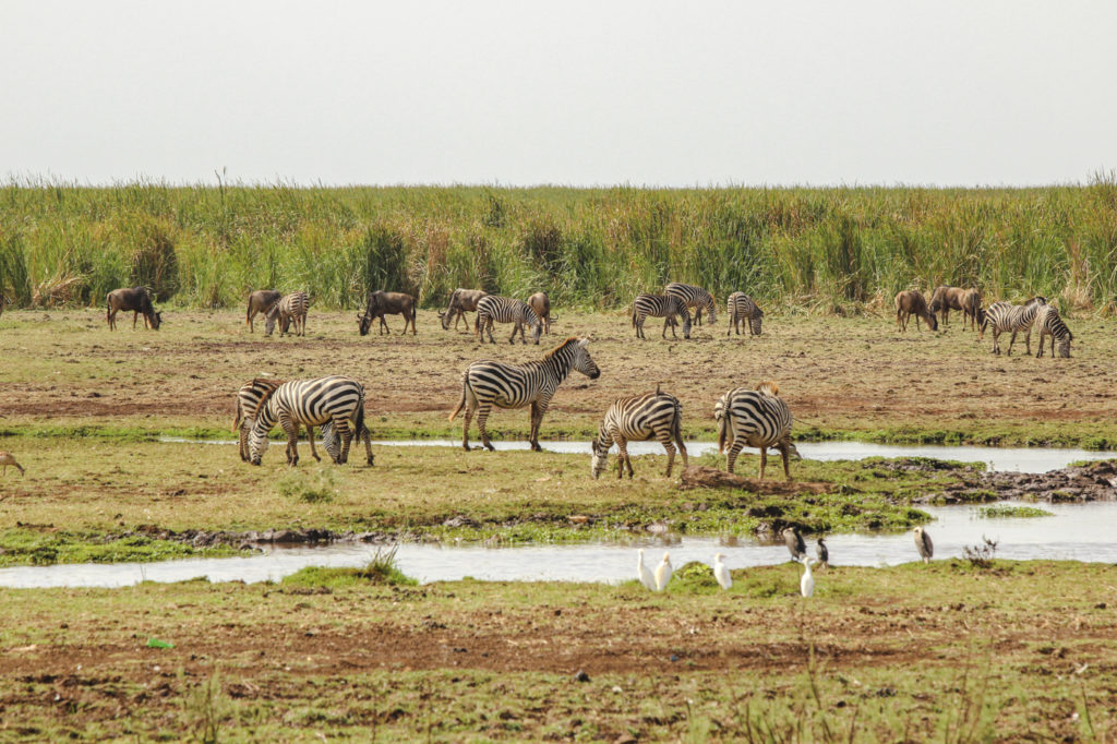 Zebras