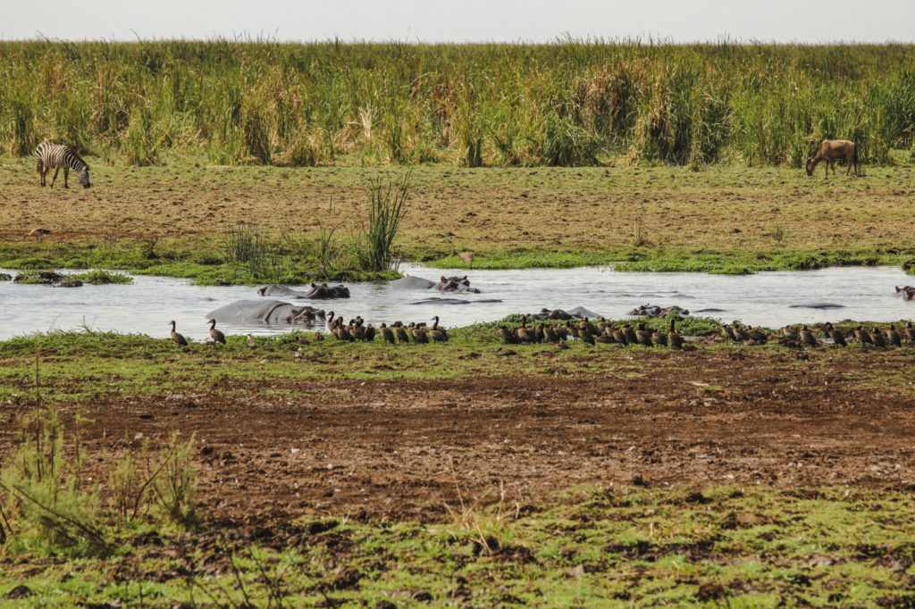 Hippo Pool