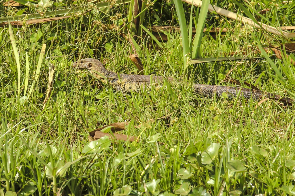 Waran im Gras