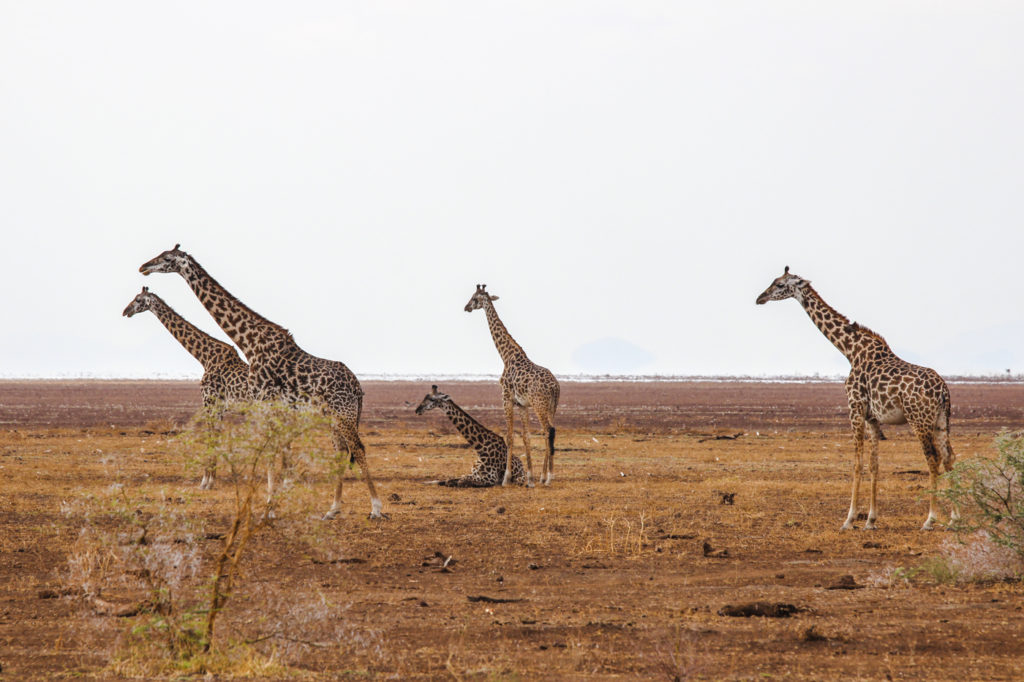 Giraffen
